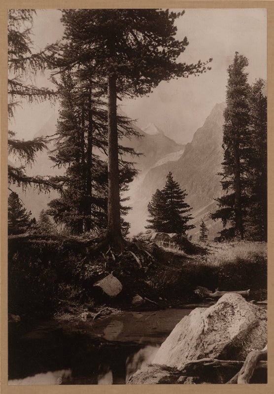 Forêt du Kurhaus, Arolla, Valais, Photo Antoine Mazel