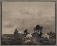 Chèvres, Valais, Suisse - Photo Antoine Mazel