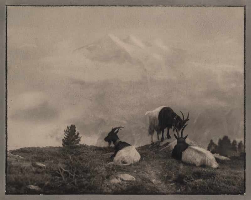 Chèvres, Valais, Suisse - Photo Antoine Mazel