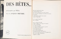 Ylla_Des Bêtes