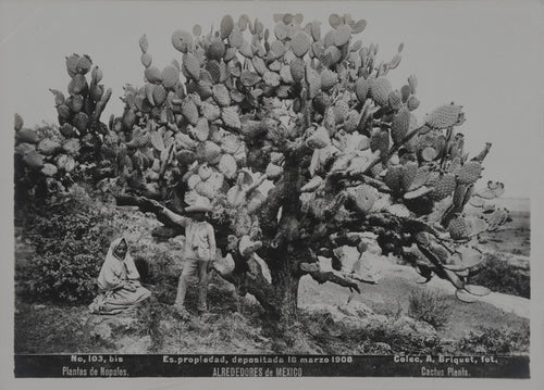 Alfred Saint-Ange Briquet - Cactus, Plantas de Nopales, Mexique