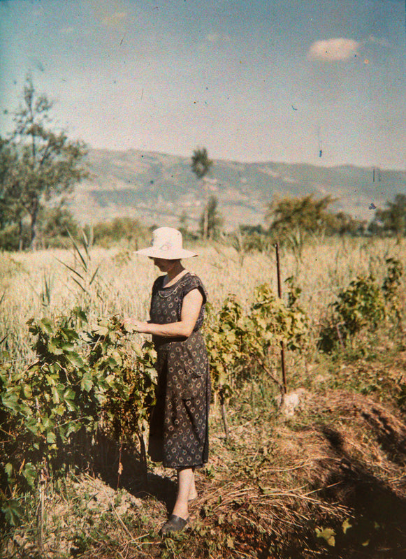 Louis Rodieux - Autochrome - L’effeuillage, Vions, France