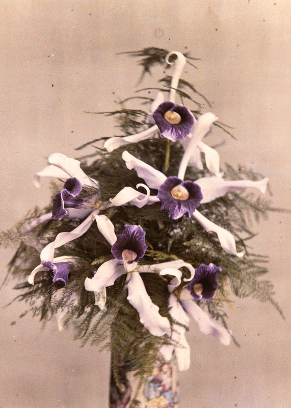 Autochrome de Lacroix Fils, Bouquet de fleurs No 1, vers 1920  Modifier le texte alternatif