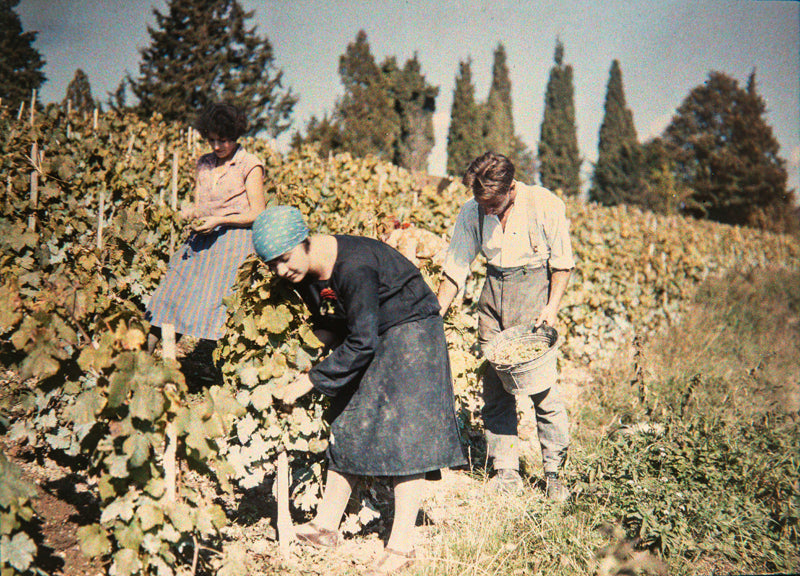 Autochrome - Vendanges à Pessy, Genève, Suisse